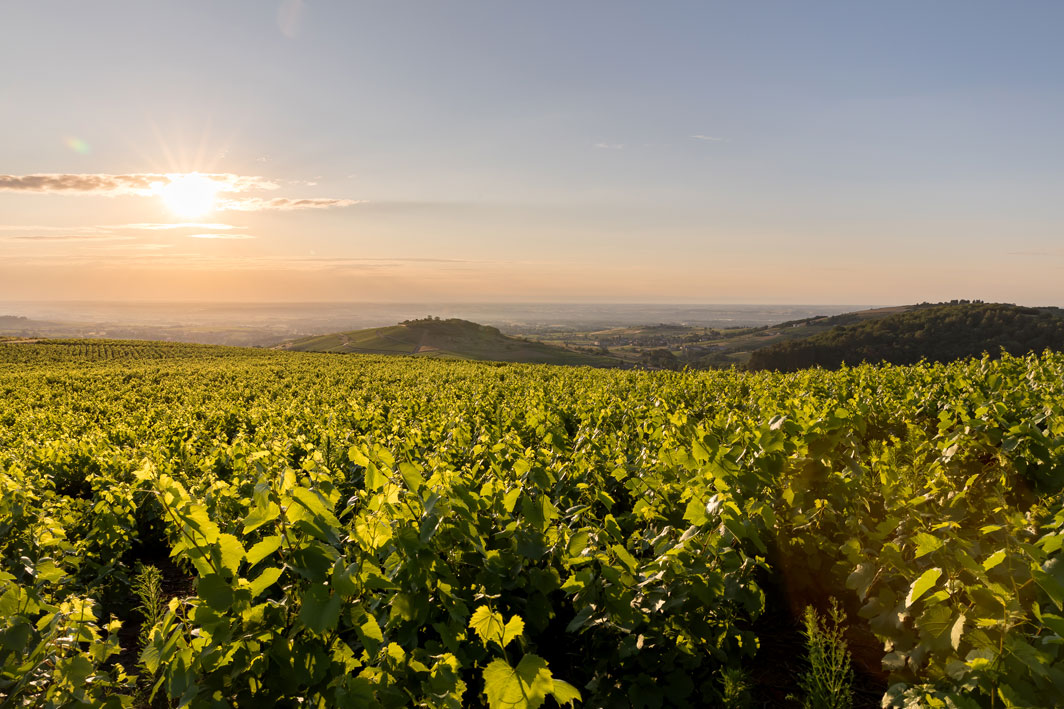 Vignes du Beaujolais